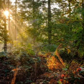 Parkhurst Forest with sunlight through the trees