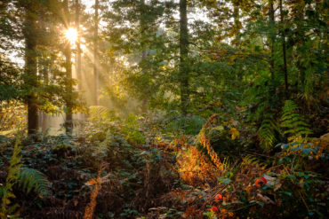 Parkhurst Forest with sunlight through the trees