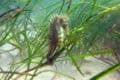 Seahorse floating around seagrass