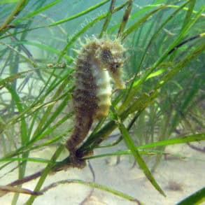 Seahorse floating around seagrass