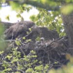 Long distance shot of mother and chicks in nest