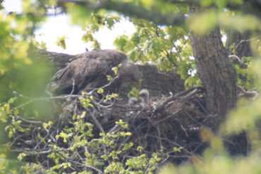 Long distance shot of mother and chicks in nest