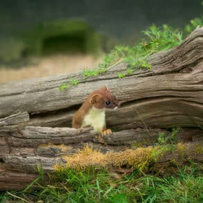 a Weasel poking its head out of a tree branch