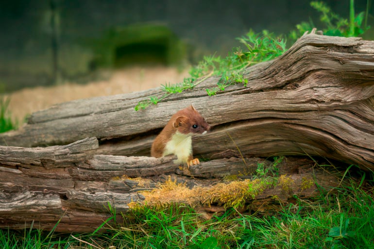 a Weasel poking its head out of a tree branch