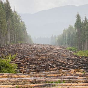 massive section of woodland cut down in straight line