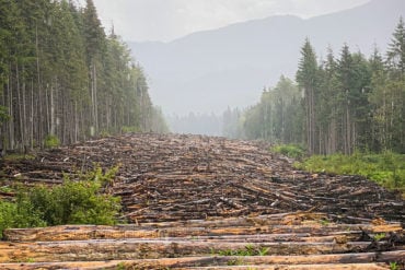 massive section of woodland cut down in straight line