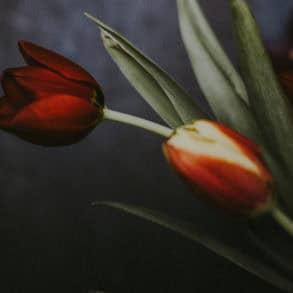 tulips against a dark background