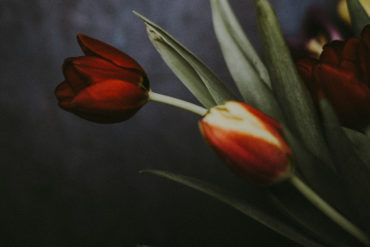 tulips against a dark background