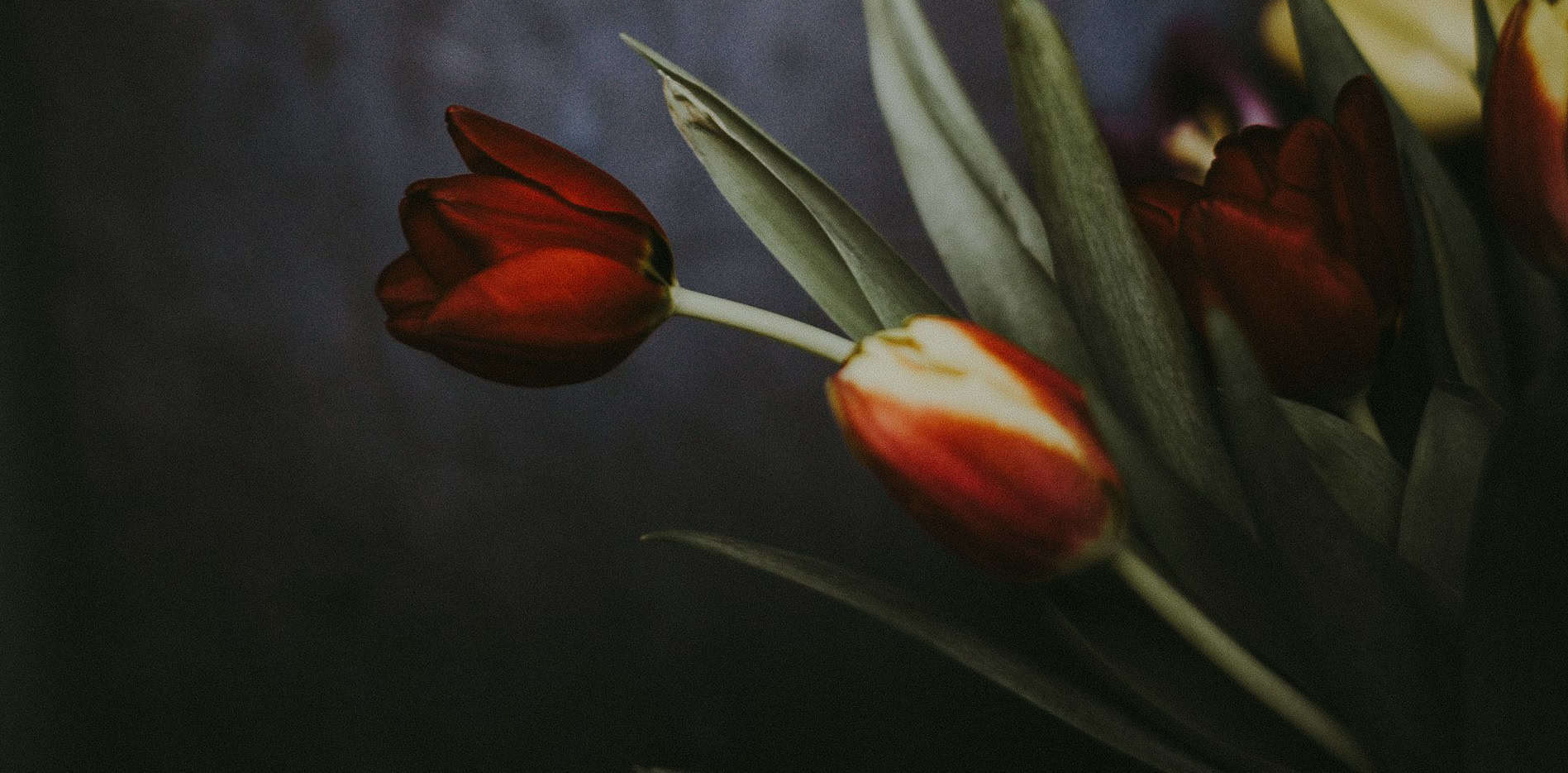 tulips against a dark background