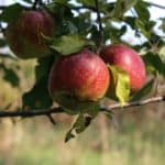 Apple tree in an orchard