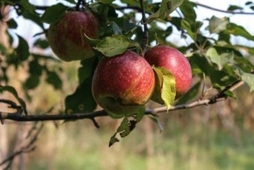 Apple tree in an orchard