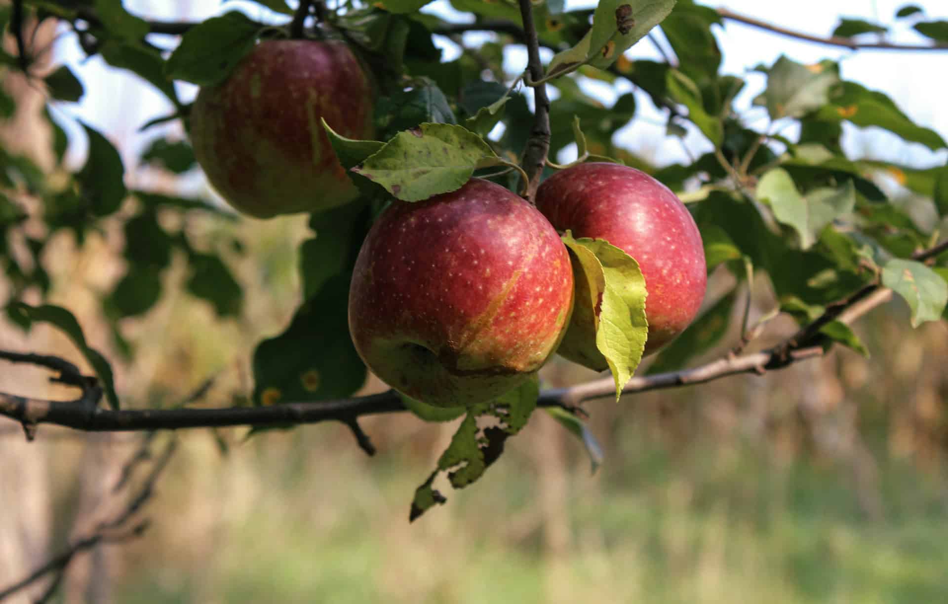 Apple tree in an orchard