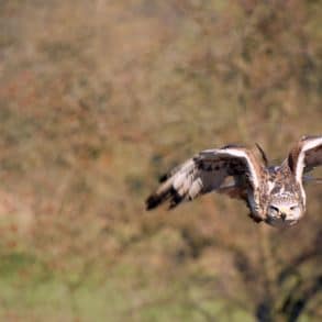 Falcon flying through the air