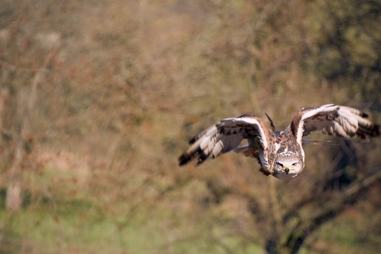 Falcon flying through the air