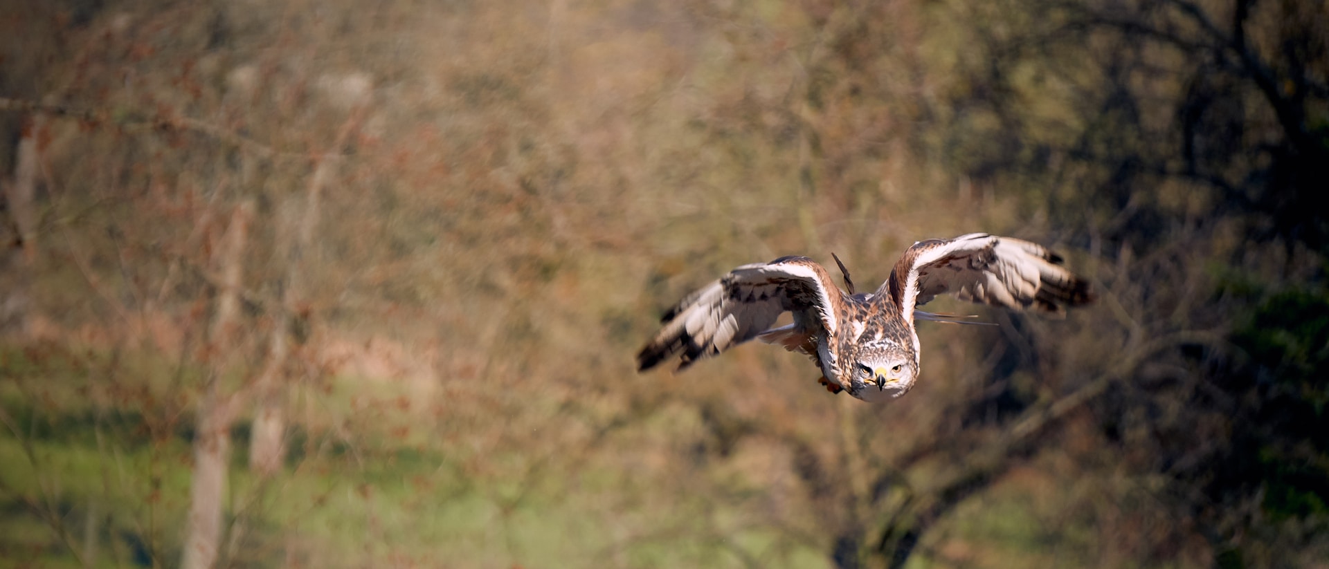 Falcon flying through the air