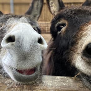 Frankie and Eiffion, Isle of Wight Donkey Sanctuary