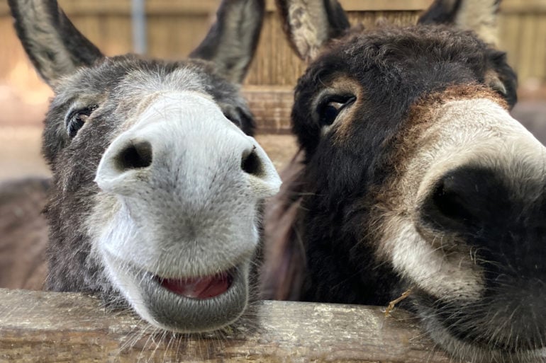 Frankie and Eiffion, Isle of Wight Donkey Sanctuary