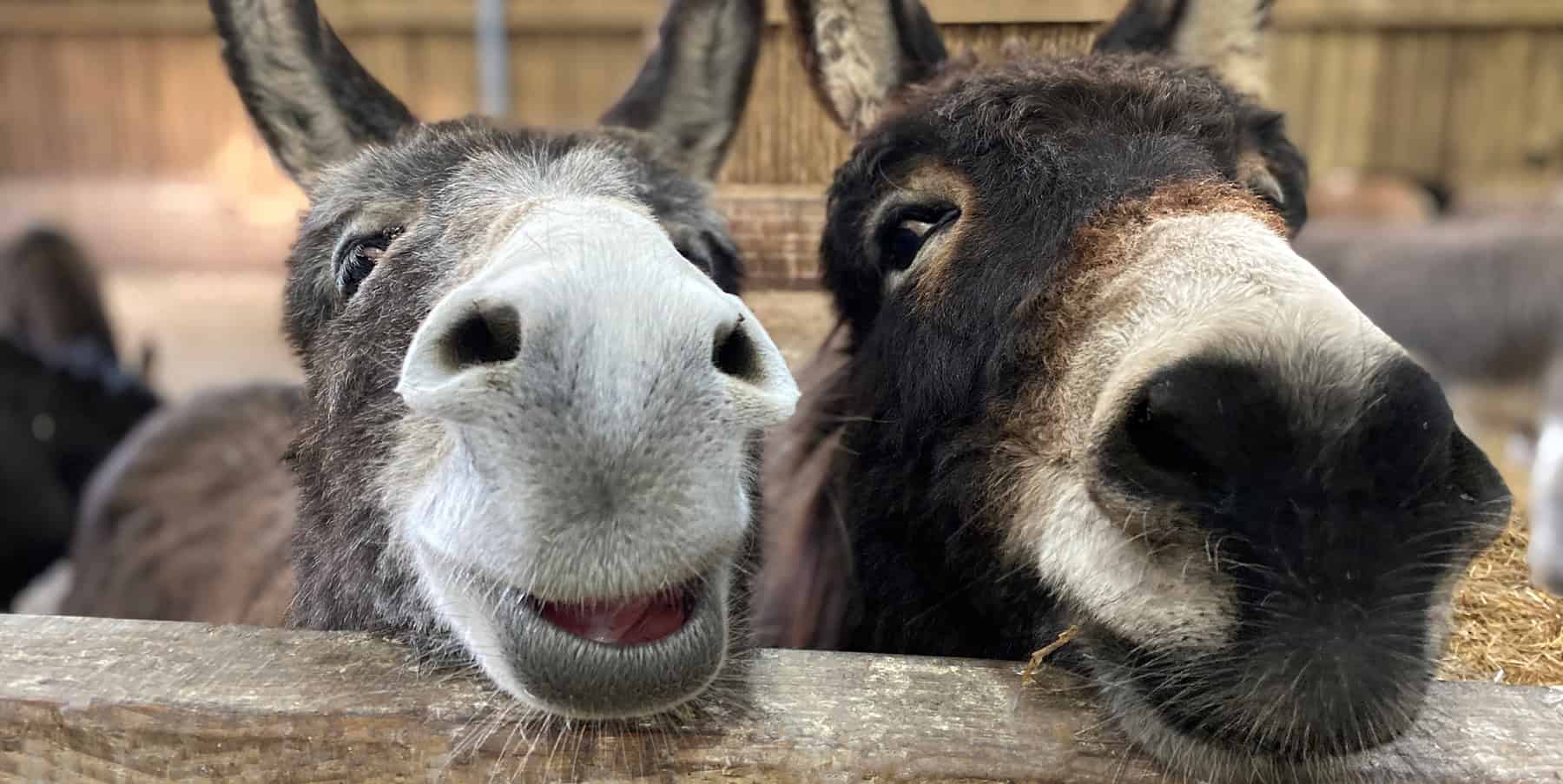 Frankie and Eiffion, Isle of Wight Donkey Sanctuary