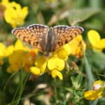 The glanville fritillary on a flower