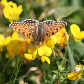 The glanville fritillary on a flower