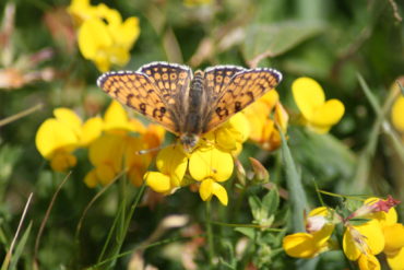 The glanville fritillary on a flower