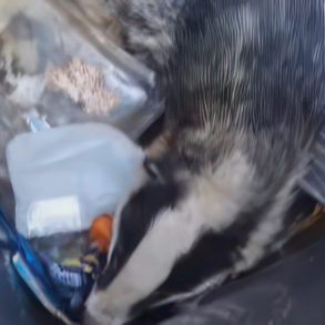 badger in bin