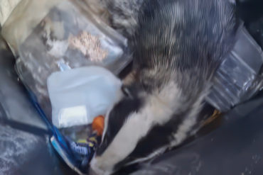 badger in bin