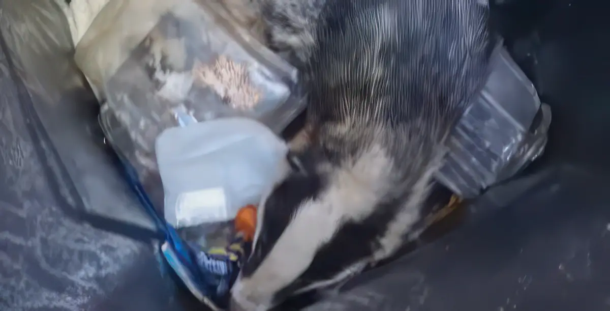 badger in bin