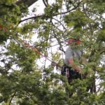 tree surgeon working in a tree