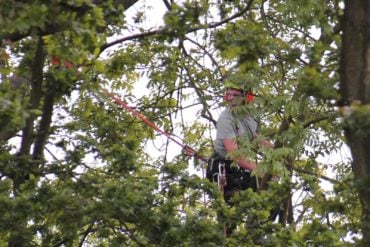 tree surgeon working in a tree