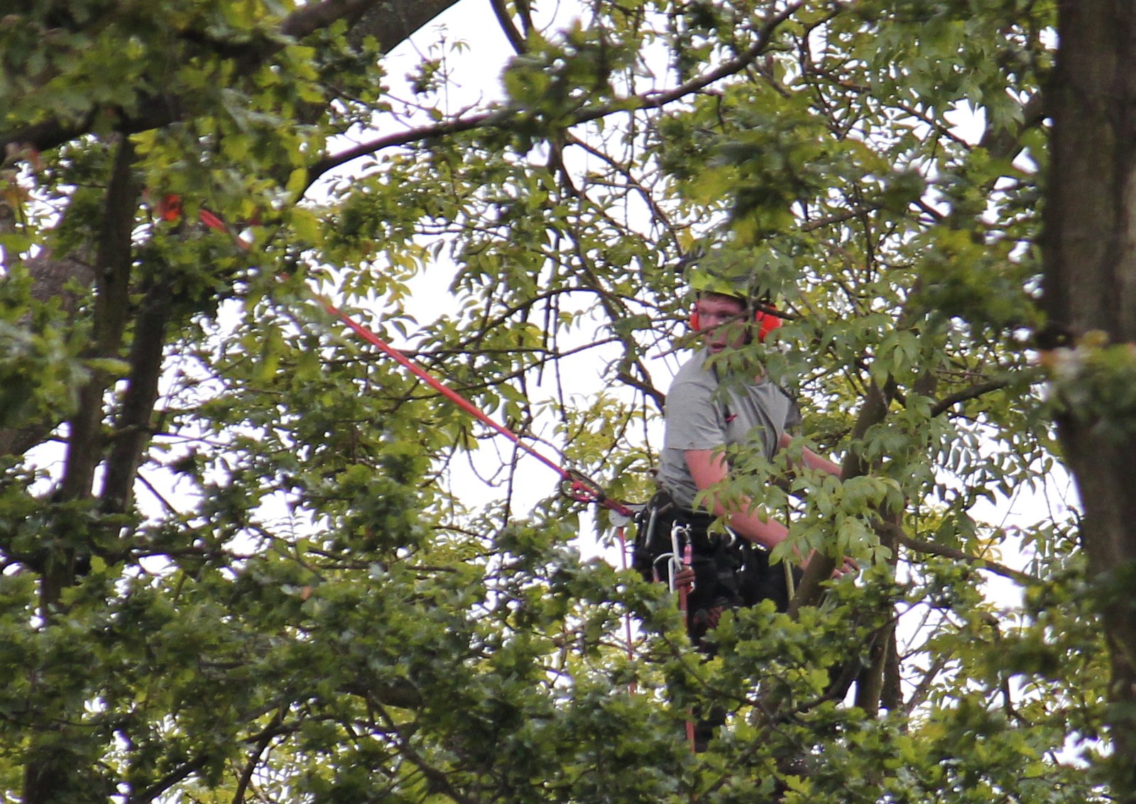 tree surgeon working in a tree