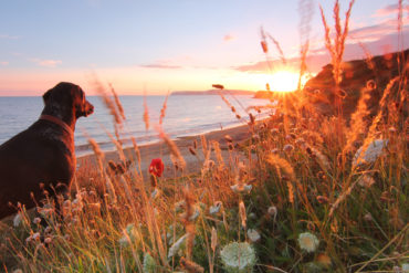 A dog at Brook Bay looking towards the sunset by visit isle of wight