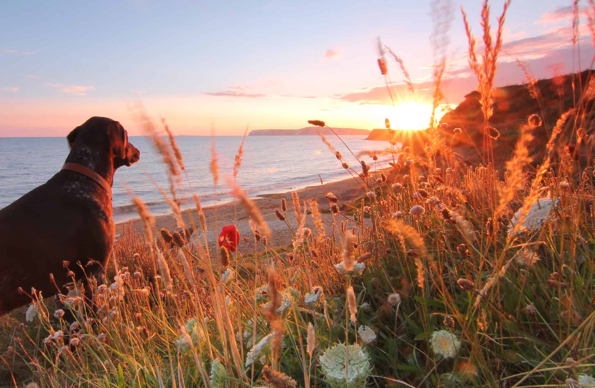 A dog at Brook Bay looking towards the sunset by visit isle of wight