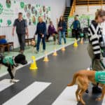 Ability dogs 4 young people - dogs being walked around obstacles