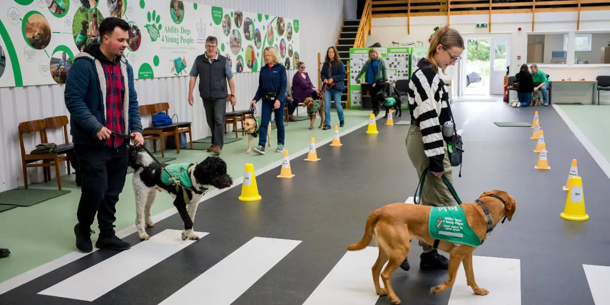 Ability dogs 4 young people - dogs being walked around obstacles