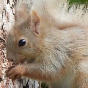 Blonde red squirrel eating a nut