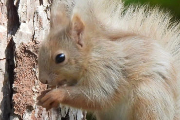 Blonde red squirrel eating a nut