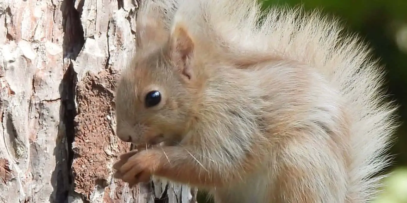 Blonde red squirrel eating a nut