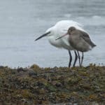 Mother and baby Egrets