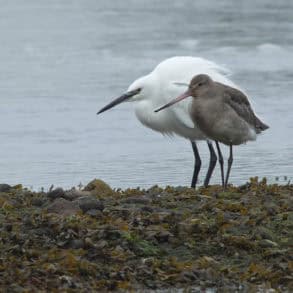 Mother and baby Egrets