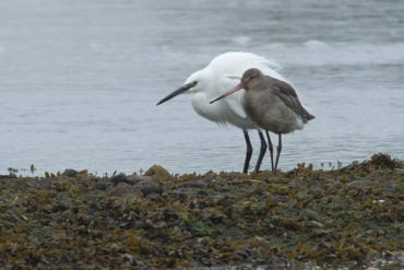 Mother and baby Egrets