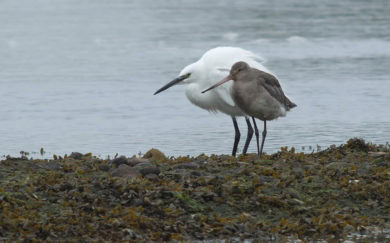 Mother and baby Egrets