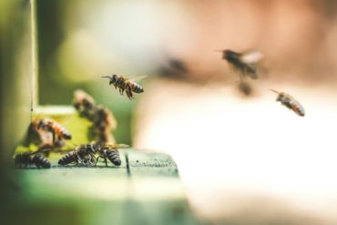 Honey bees approaching their hive