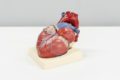 Photograph of a model of a heart