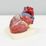 Photograph of a model of a heart