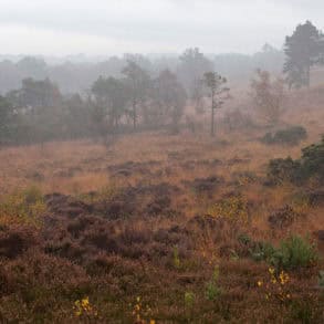 Roydon Woods Nature Reserve