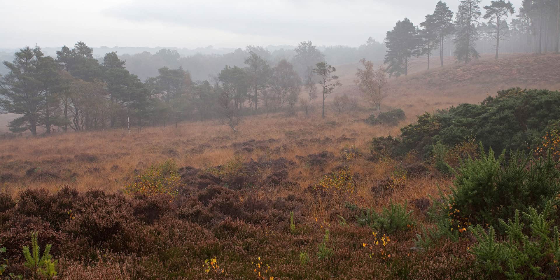 Roydon Woods Nature Reserve