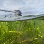 Seagrass Meadow Bembridge Theo Vickers