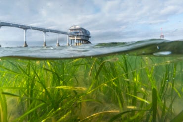 Seagrass Meadow Bembridge Theo Vickers