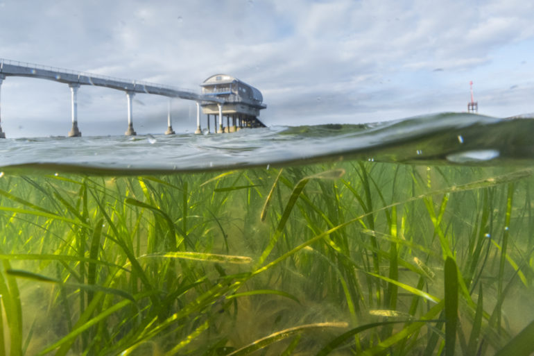 Seagrass Meadow Bembridge Theo Vickers